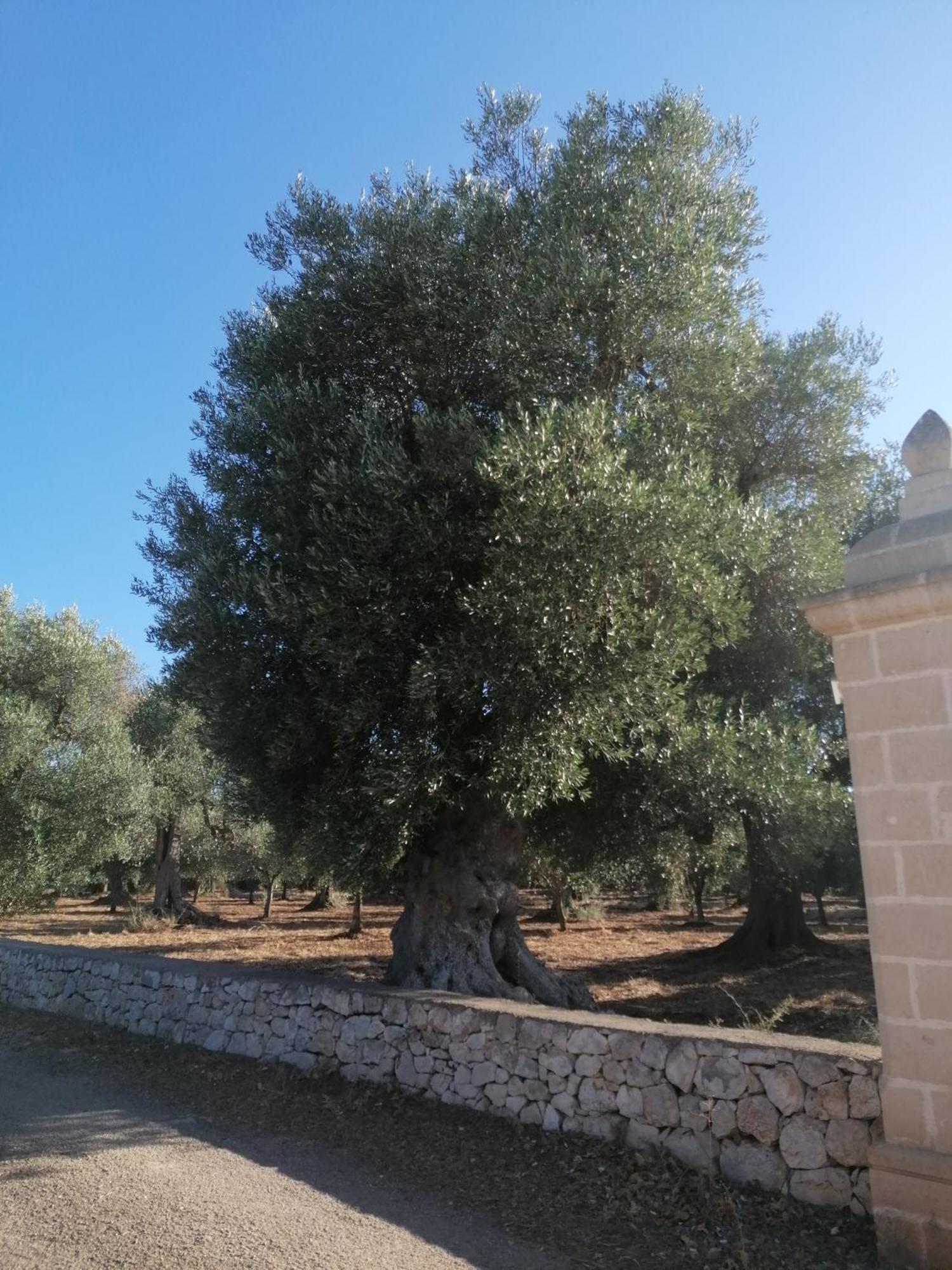 Masseria Le Betulle San Vito dei Normanni Exterior photo